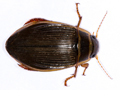 Dytiscus marginalis